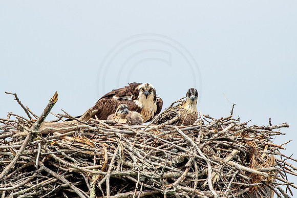 Osprey in Crown Point