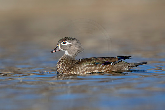 281 wood duck (AF3A4515) March 20, 2021