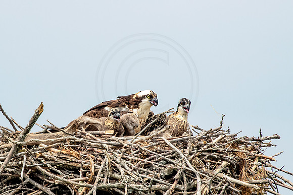 Osprey in Crown Point
