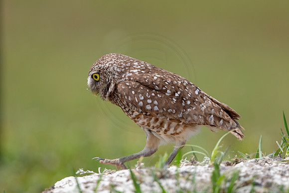 707 burrowing owl (6F3A1249) April 17, 2021