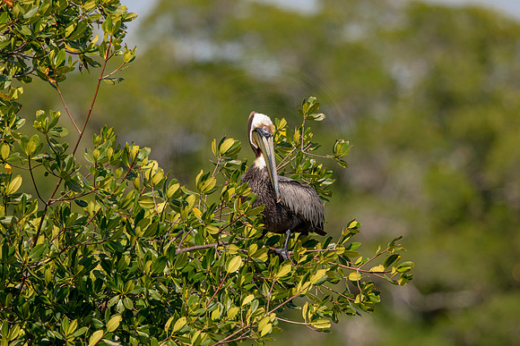 441 pelican (6F3A8806) April 15, 2021