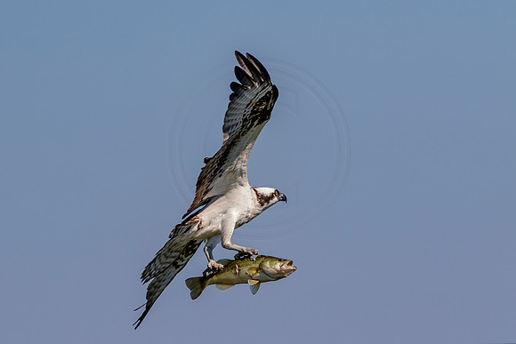 Osprey in Crown Point