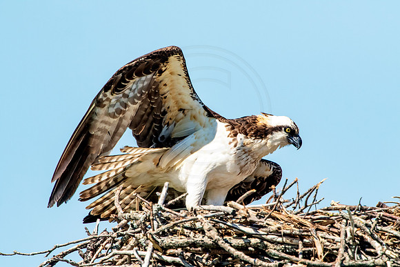 Osprey in Crown Point