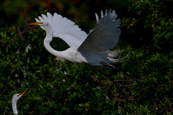 1008 egret (6F3A3294) April 18, 2021