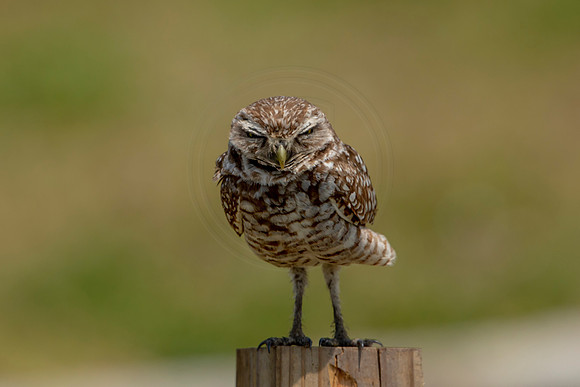 715 burrowing owl (6F3A1312) April 17, 2021