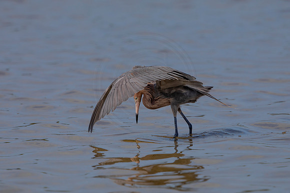 87 reddish egret (6F3A6094) April 15, 2021
