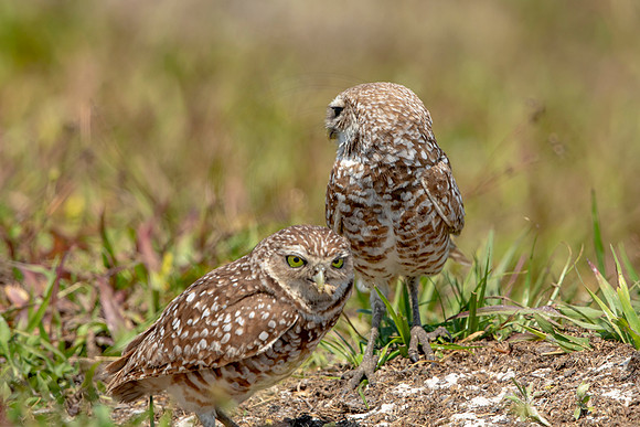 840 burrowing owl (6F3A2021) April 17, 2021