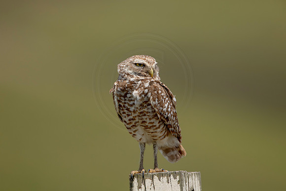 709 burrowing owl (6F3A1274) April 17, 2021