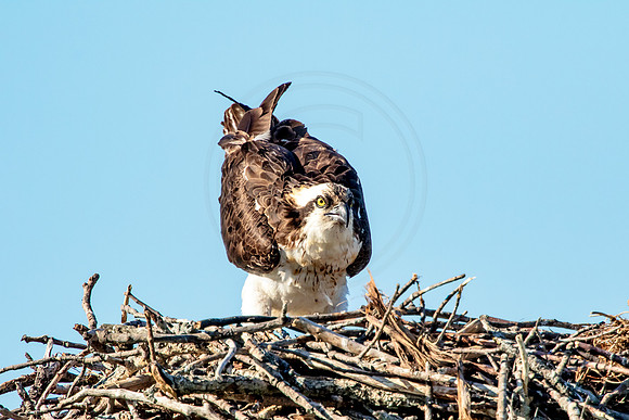 Osprey in Crown Point