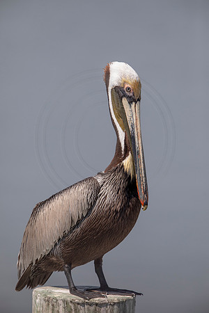 413 pelican (6F3A8633) April 15, 2021