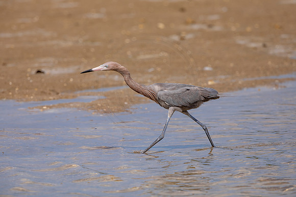 200 reddish egret (6F3A6851) April 15, 2021