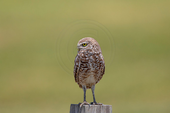764 burrowing owl (6F3A1594) April 17, 2021