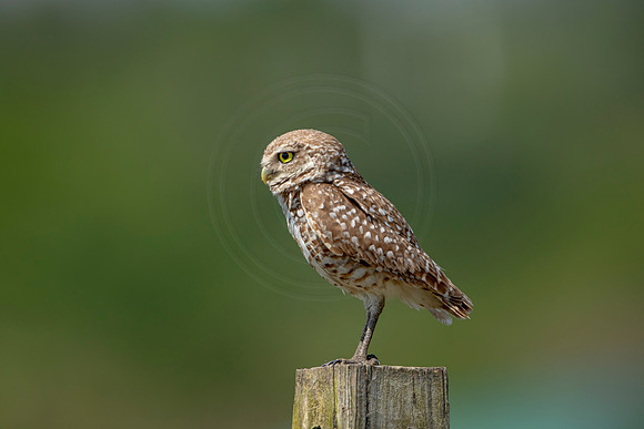 845 burrowing owl (6F3A2047) April 17, 2021