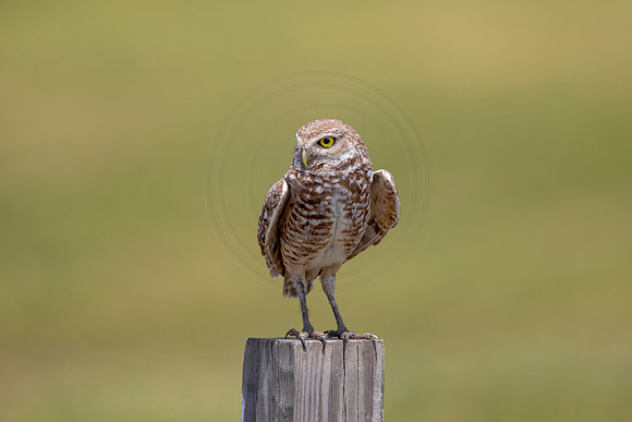 770 burrowing owl (6F3A1636) April 17, 2021