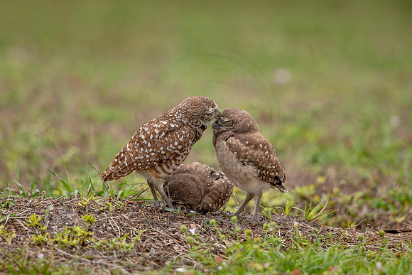 57 burrowing owl (6F3A1664) April 21, 2021
