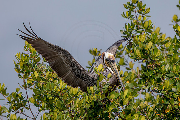 437 pelican (6F3A8787) April 15, 2021