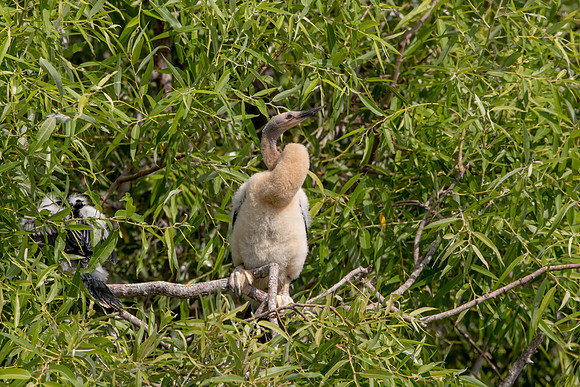 1151 anhinga (6F3A4628) April 18, 2021