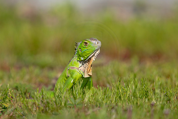 66 iguana (6F3A9056) April 15, 2021