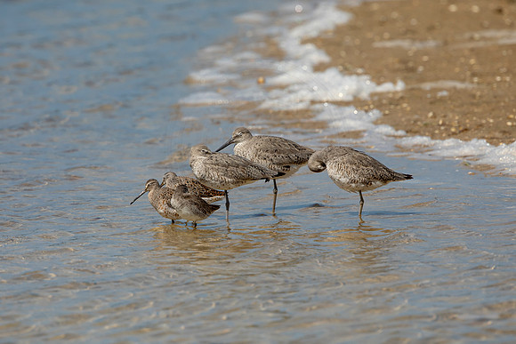 204 shorebirds (6F3A6919) April 15, 2021