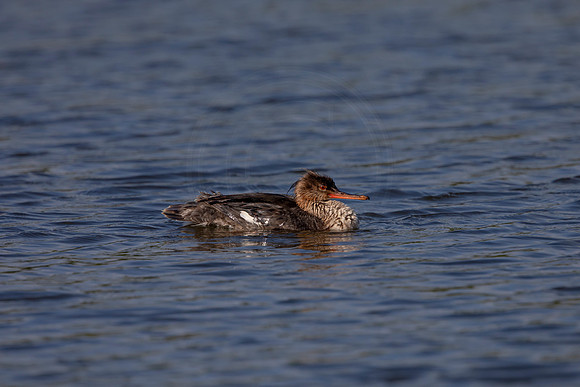 73 duck (6F3A5659) April 15, 2021