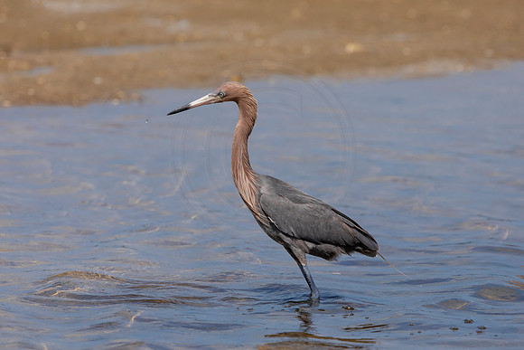 189 reddish egrets (6F3A6806) April 15, 2021