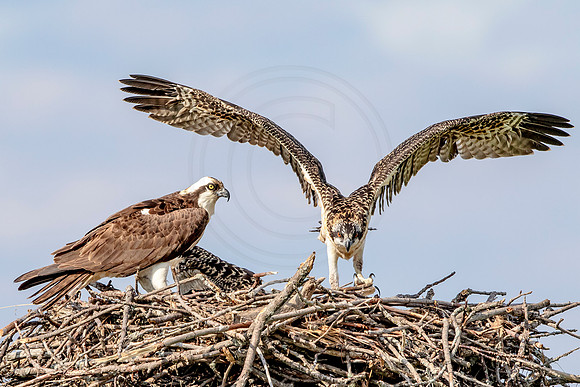 Osprey in Crown Point