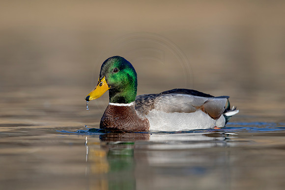 276 mallard (AF3A4488) March 20, 2021