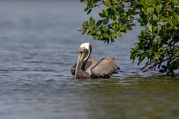 447 pelican (6F3A8839) April 15, 2021