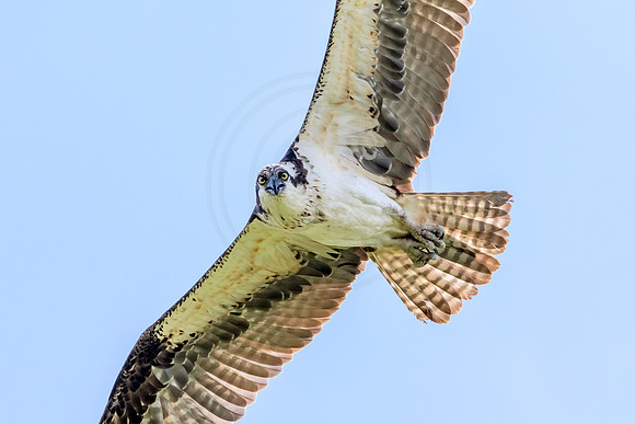 Osprey in Crown Point