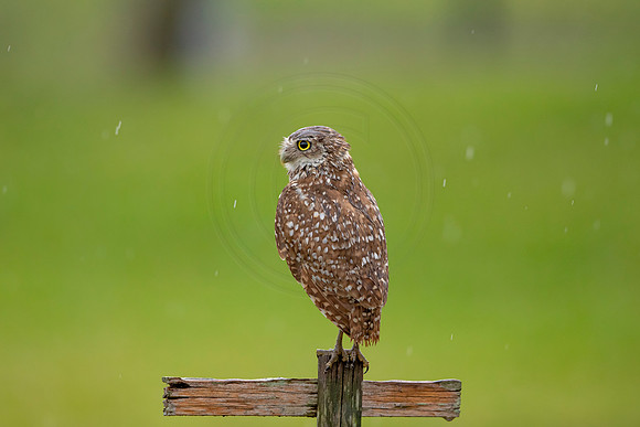 31 burrowing owl (6F3A9466) April 20, 2021