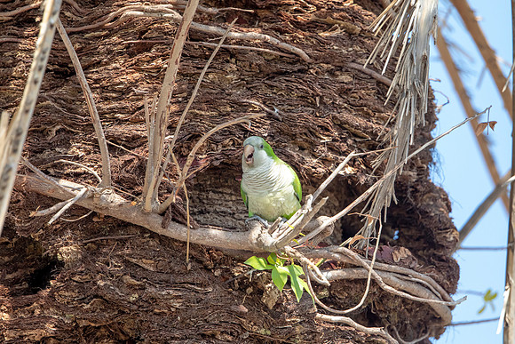 1215 monk parakeet (6F3A5467) April 18, 2021