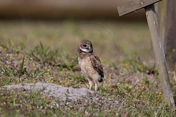 1247 burrowing owl (6F3A5922) April 18, 2021