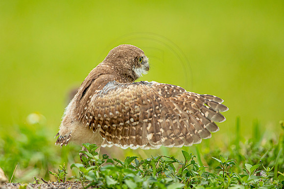 72 burrowing owl (6F3A2340) April 21, 2021