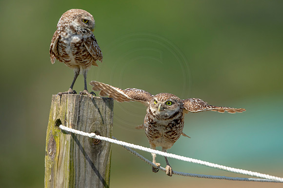 846 burrowing owl (6F3A2055) April 17, 2021