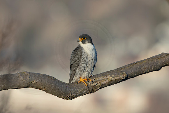 183 peregrine falcon (AF3A3173) March 7, 2021