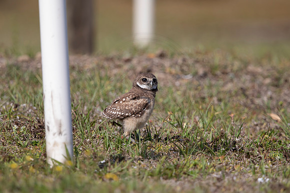 1241 burrowing owl (6F3A5888) April 18, 2021