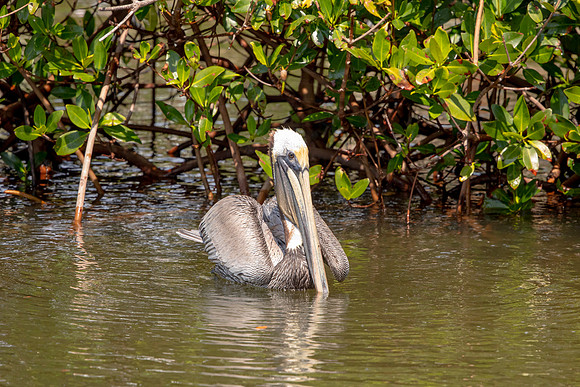 417 pelican (6F3A8649) April 15, 2021