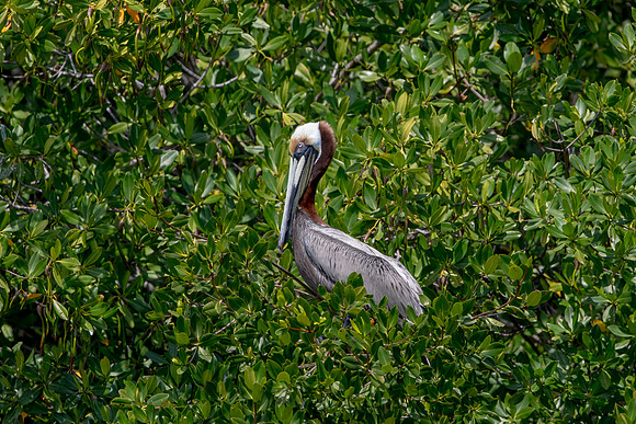 340 pelican (6F3A8288) April 15, 2021