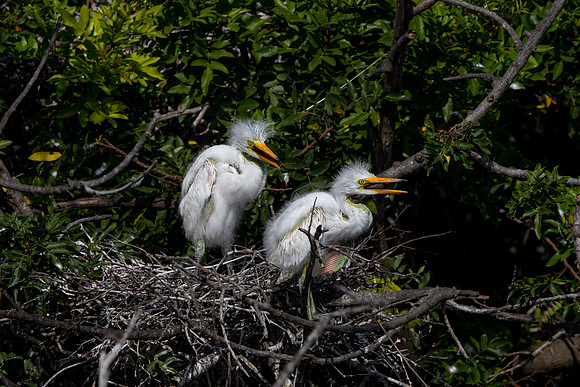 61 juvenile egrets (6F3A4078) April 18, 2021