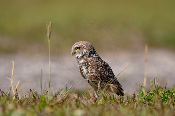 889 burrowing owl (6F3A2327) April 17, 2021