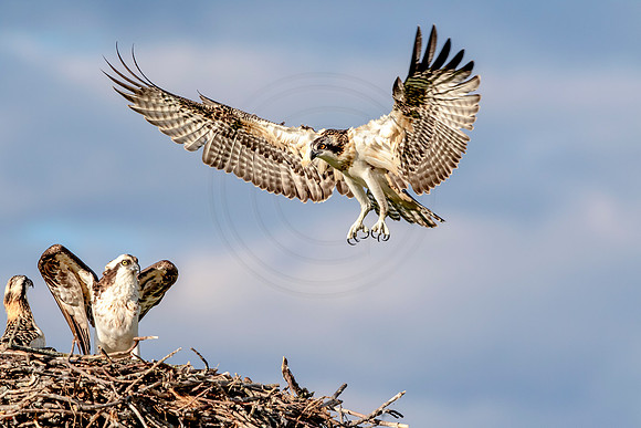 Osprey in Crown Point