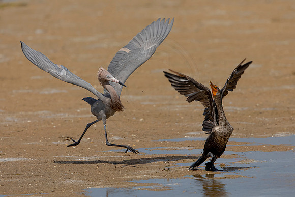 255 reddish egret and cormorant (6F3A7308) April 15, 2021