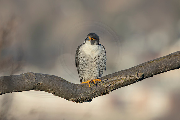 179 peregrine falcon (AF3A3146) March 7, 2021