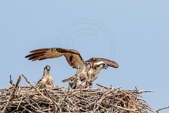 Osprey in Crown Point