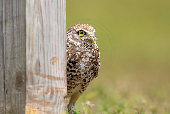 789 burrowing owl (6F3A1708) April 17, 2021