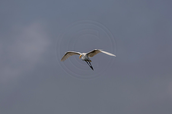456 egret (6F3A8881) April 15, 2021