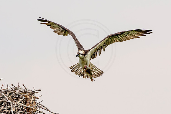Osprey in Crown Point