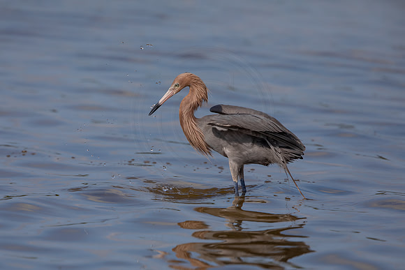 98 reddish egret (6F3A6138) April 15, 2021
