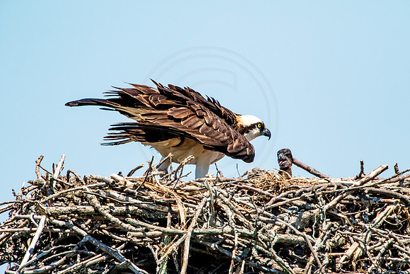 Osprey in Crown Point