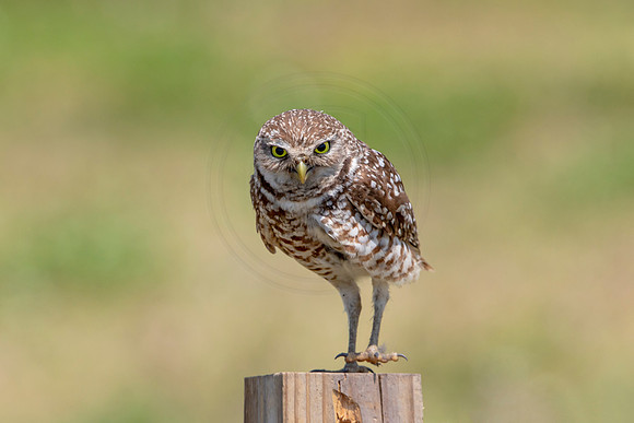 736 burrowing owl (6F3A1420) April 17, 2021